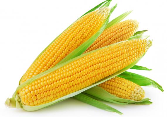 Yellow Corn - Canexfarm - U order V supply!