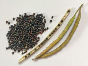 Canola Seed