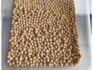 Whole Yellow Peas