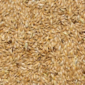 Canary seeds